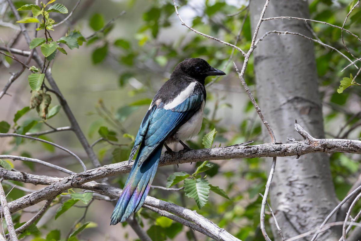 Black-billed Magpie - ML620799796