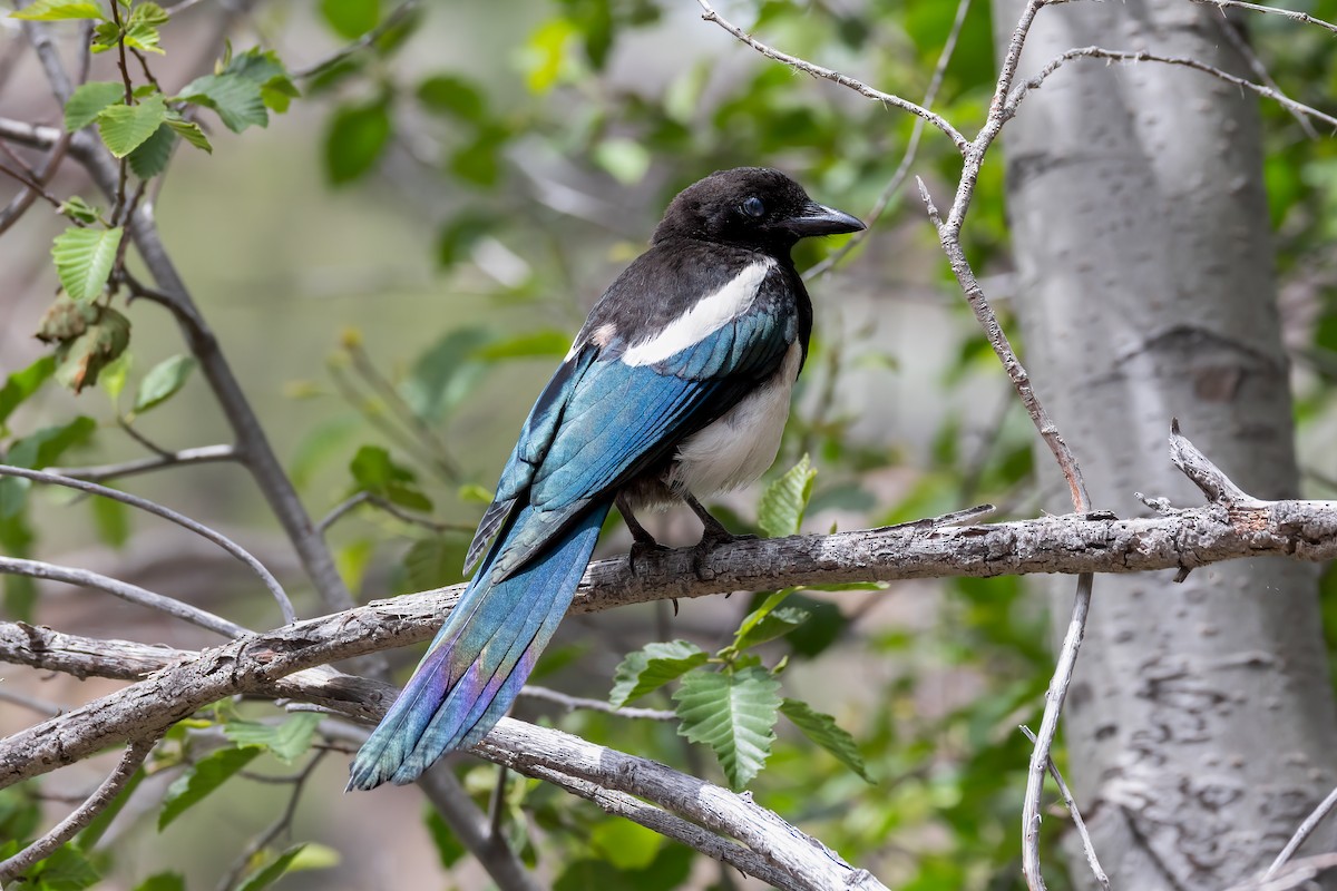 Black-billed Magpie - ML620799797