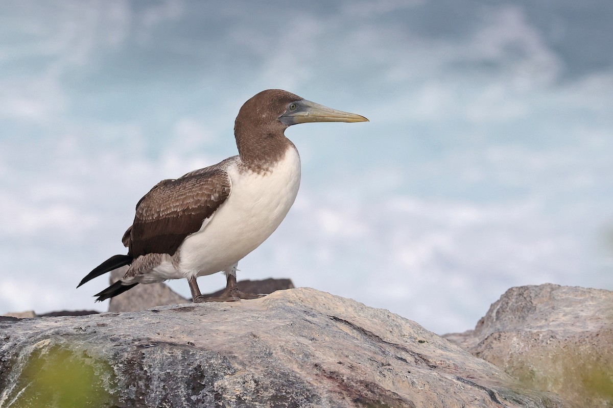 Nazca Booby - ML620799799