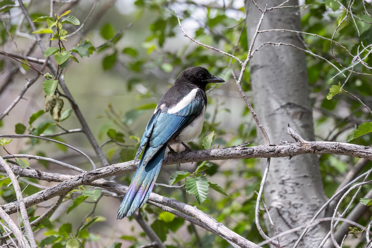 Black-billed Magpie - ML620799800