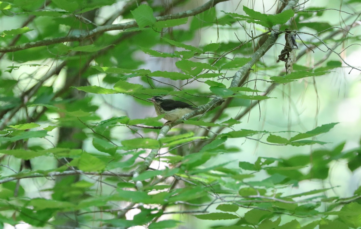 Louisiana Waterthrush - ML620799802