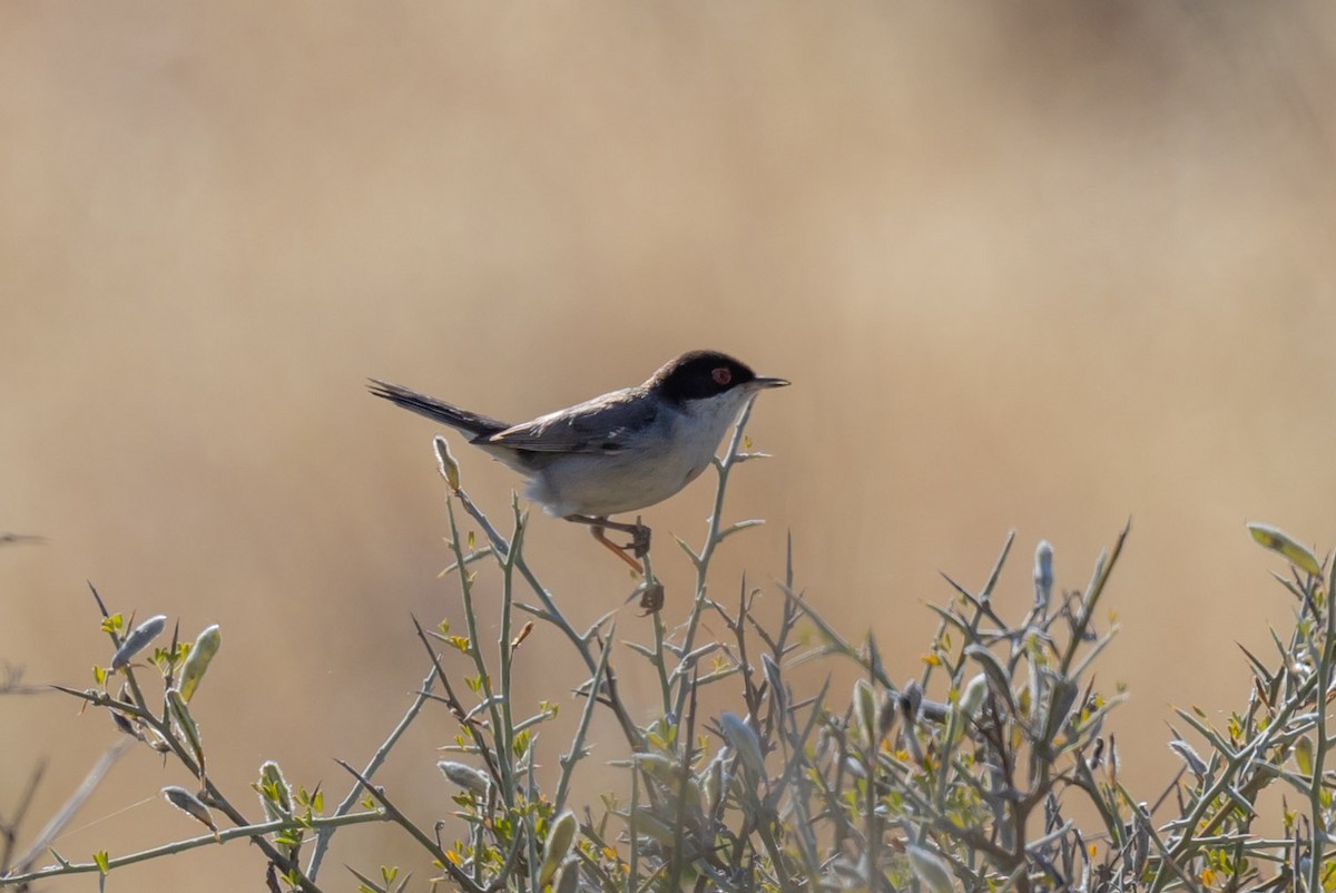 Eurasian Blackcap - ML620799803