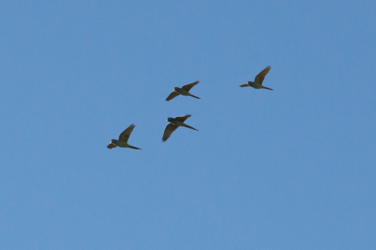 Blue-crowned Parakeet - ML620799814