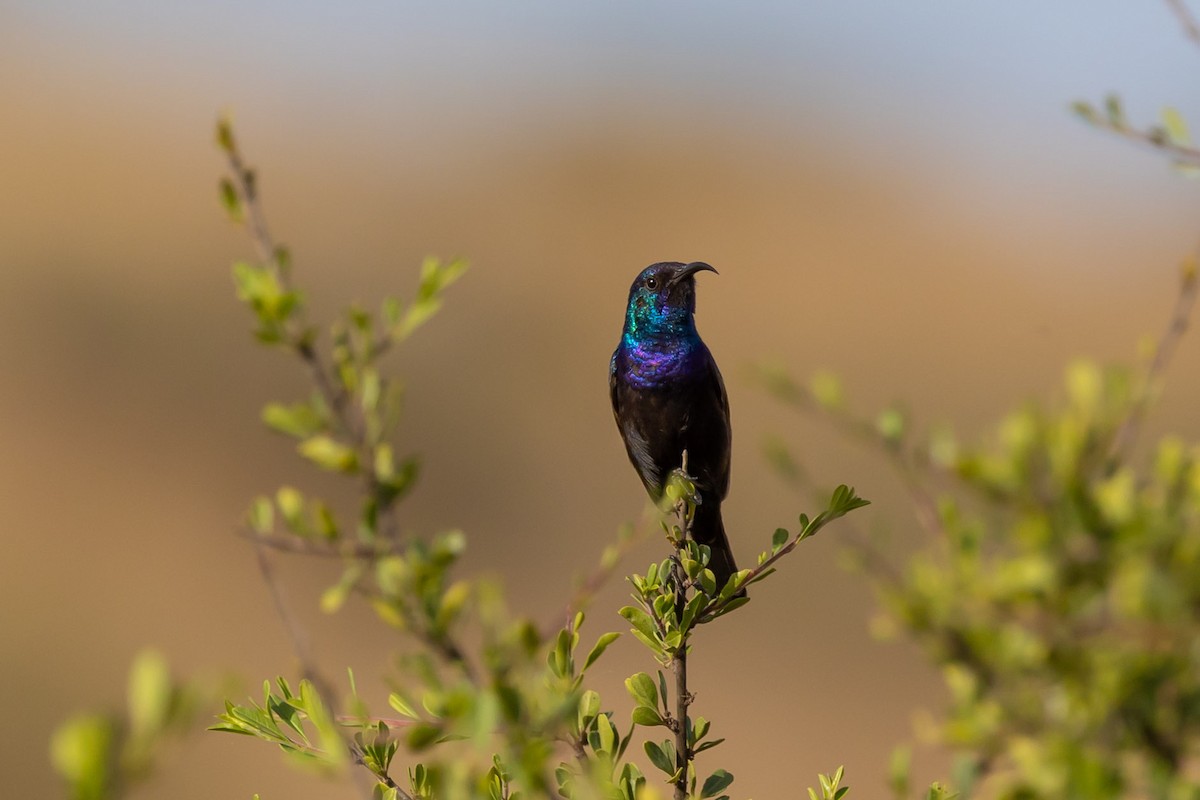 Palestine Sunbird - Oren Shatz