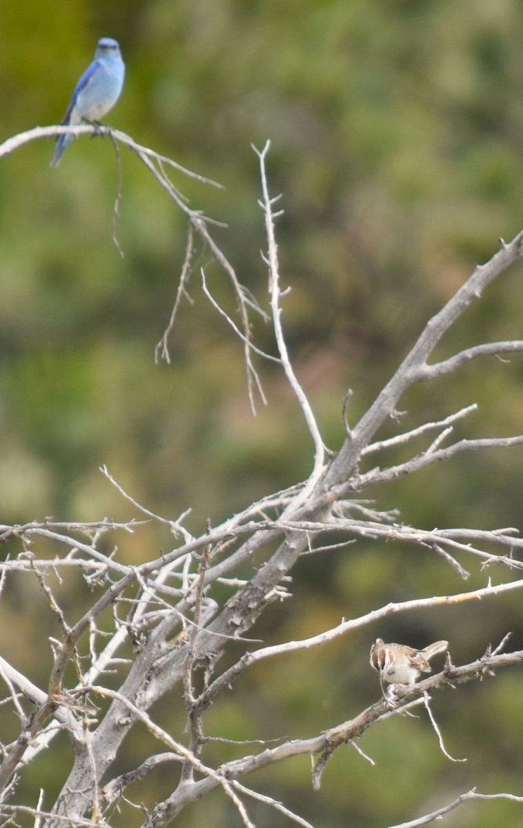 Mountain Bluebird - ML620799828