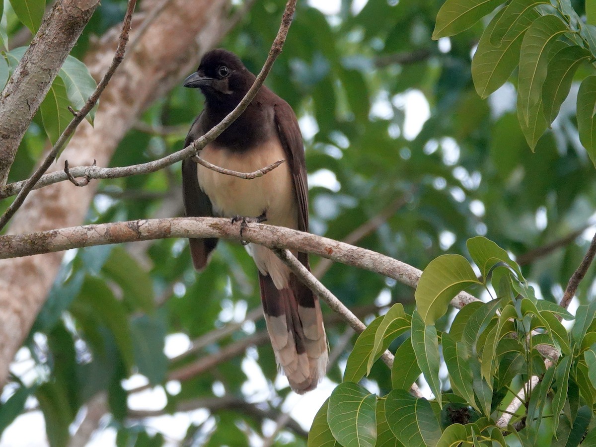 Brown Jay - ML620799829