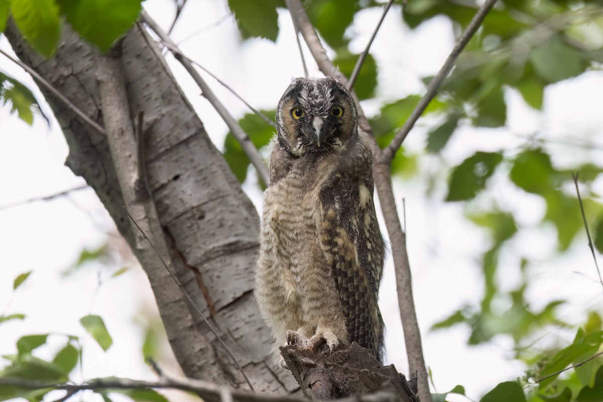 Long-eared Owl - ML620799835