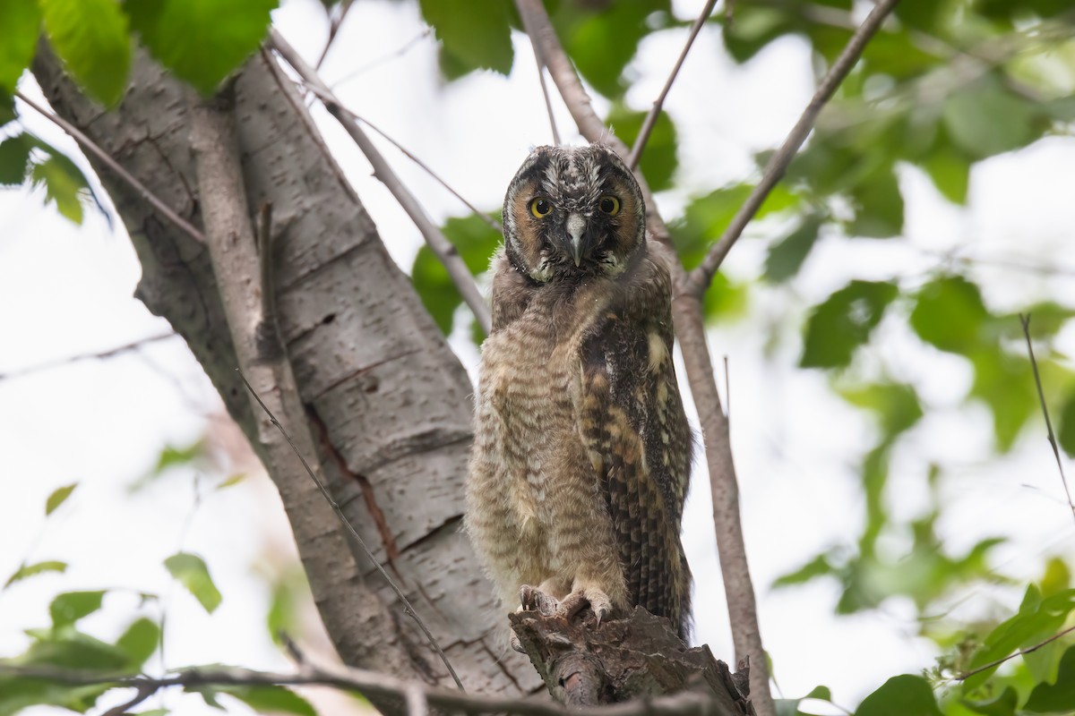 Long-eared Owl - Mark Stephenson