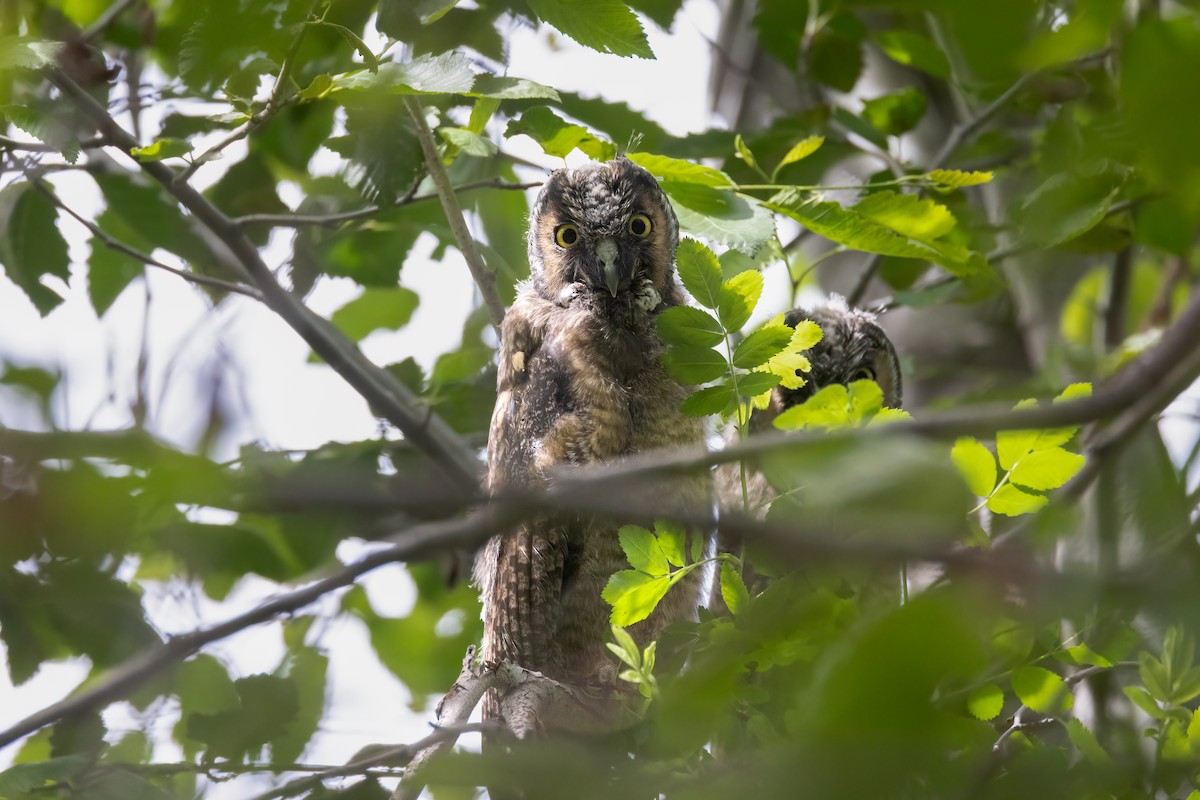 Long-eared Owl - ML620799837