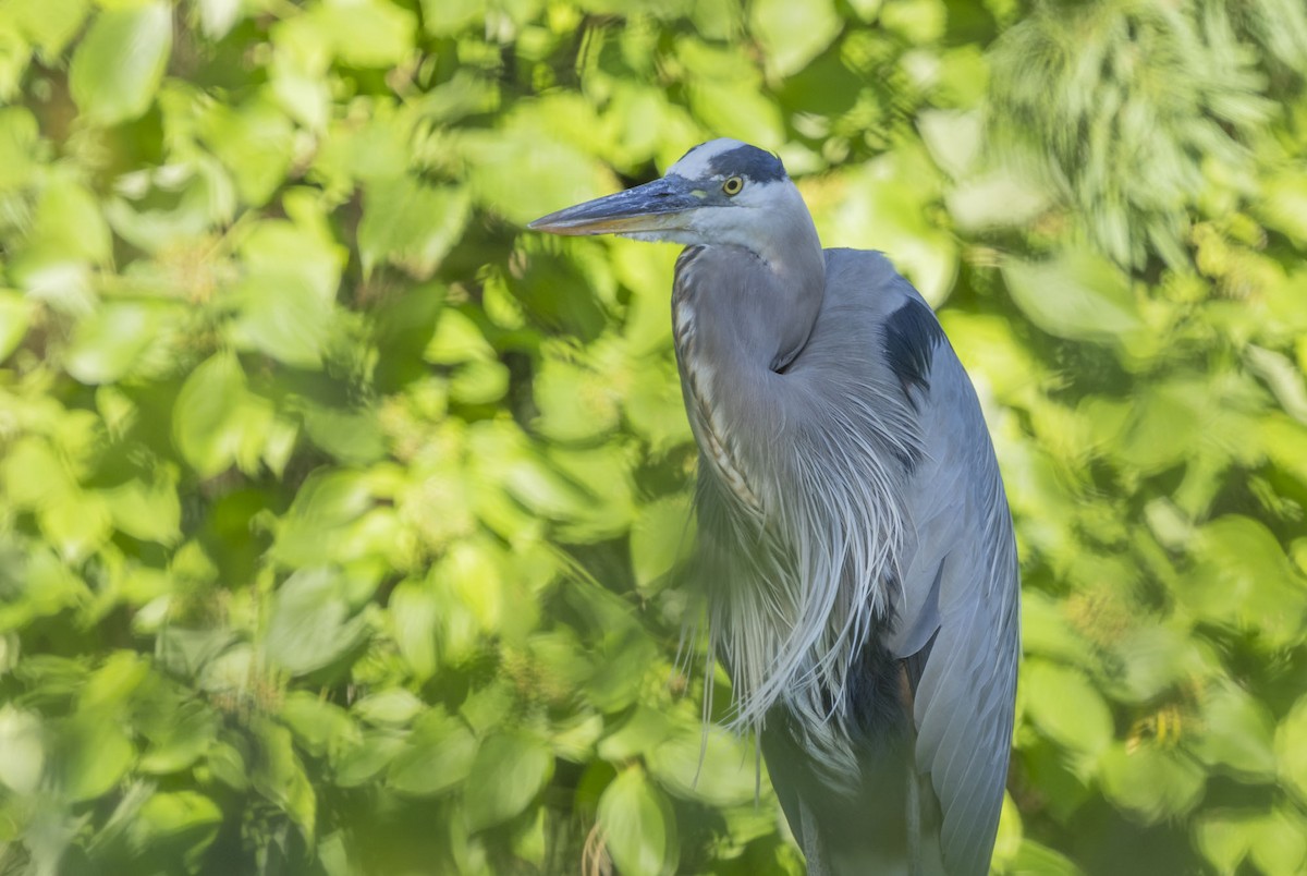 Great Blue Heron - ML620799839