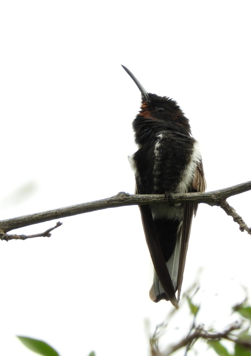 kolibřík černobílý - ML620799840