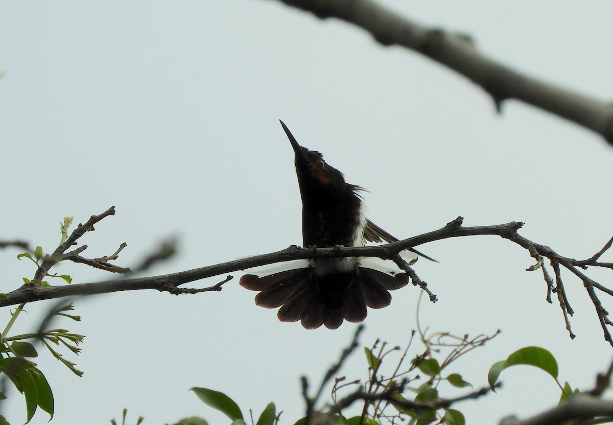 kolibřík černobílý - ML620799841