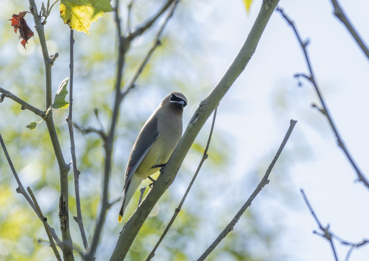 Cedar Waxwing - ML620799845