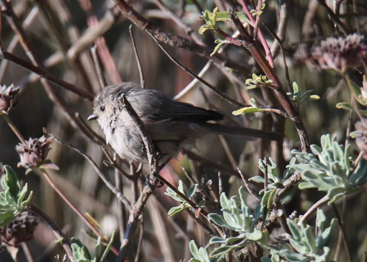 Bushtit - ML620799846