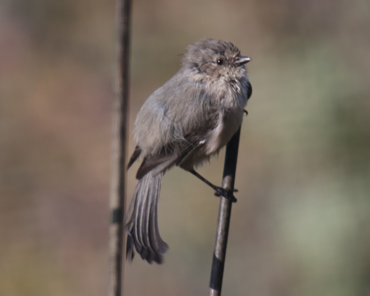 Bushtit - ML620799847