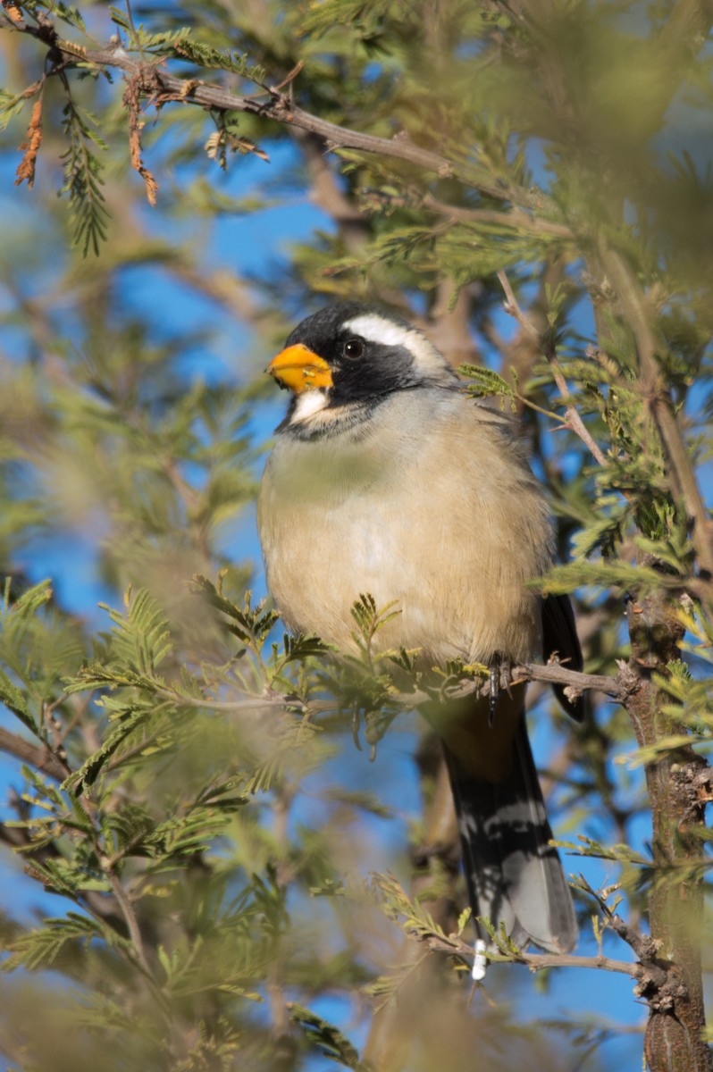 Golden-billed Saltator - ML620799852