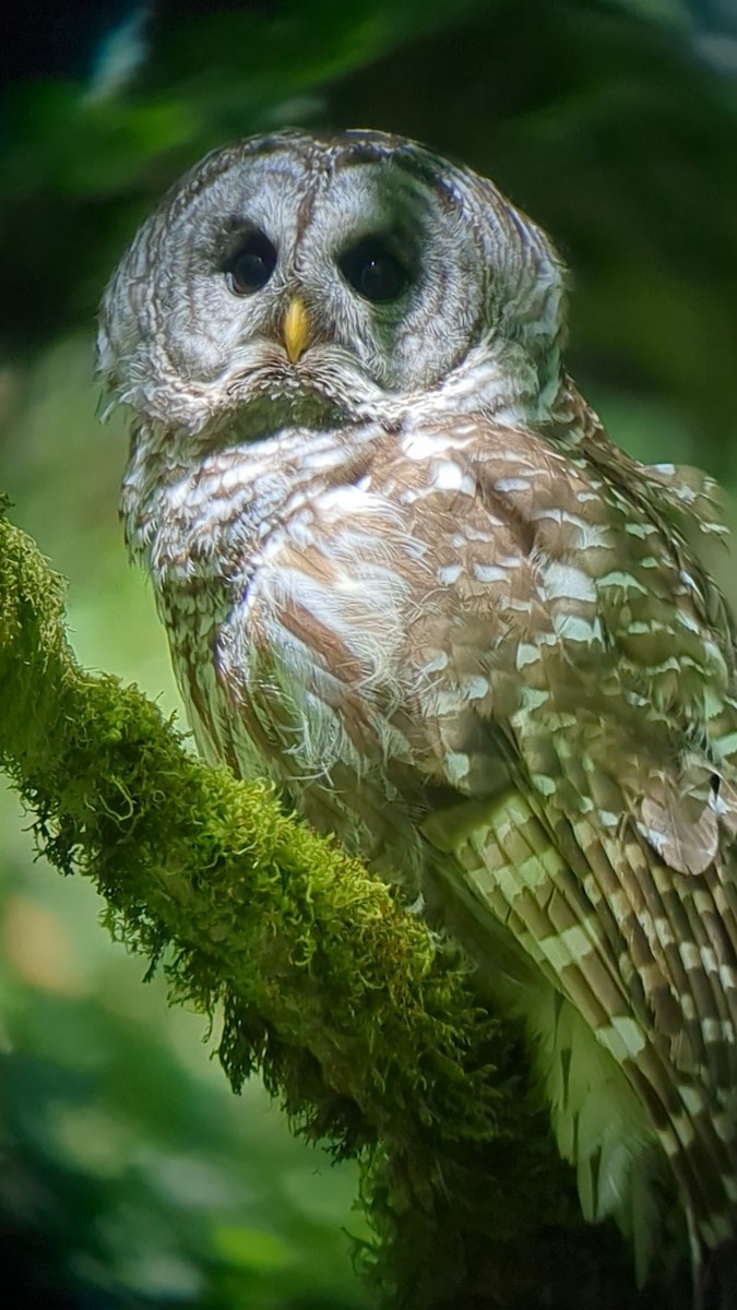 Barred Owl - ML620799853