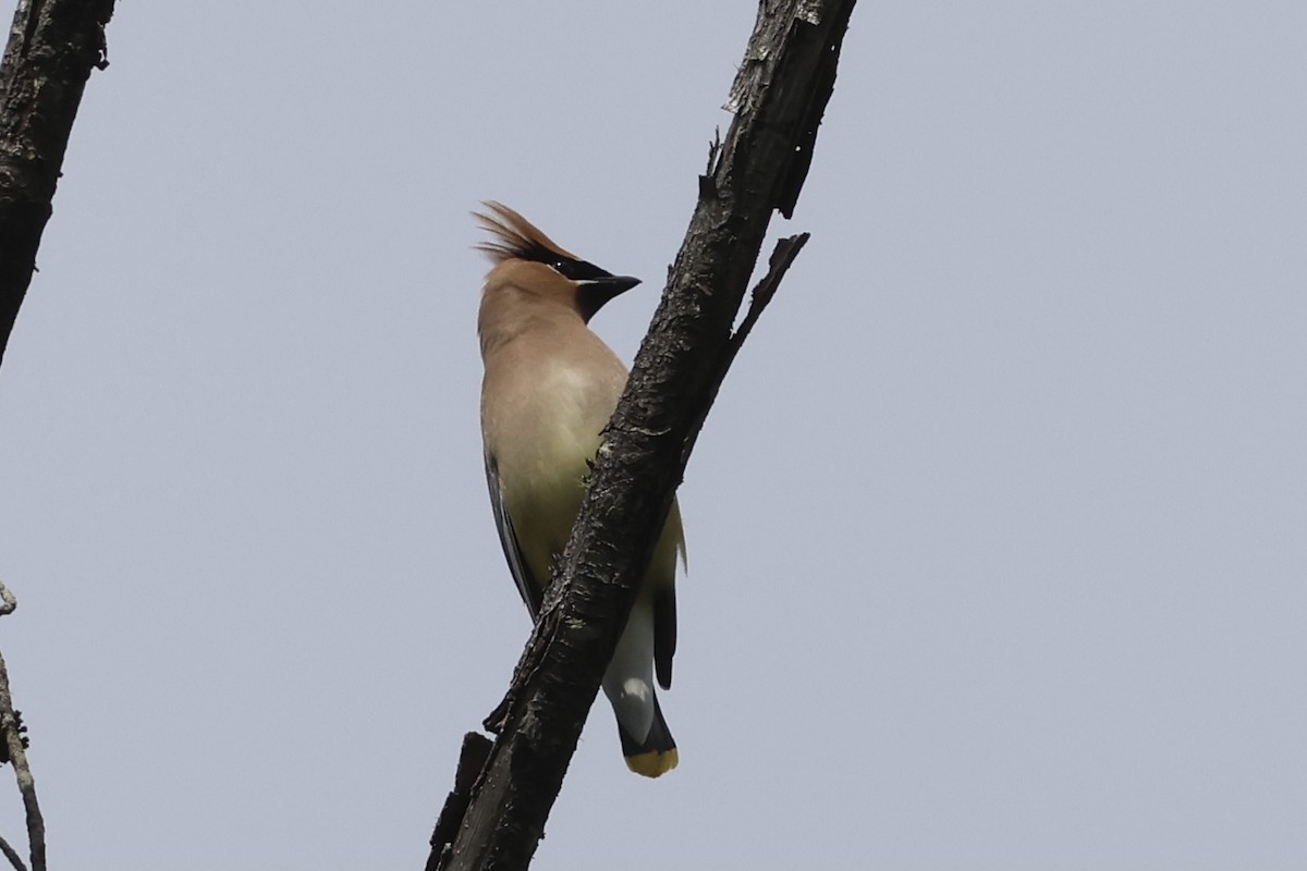 Cedar Waxwing - ML620799855