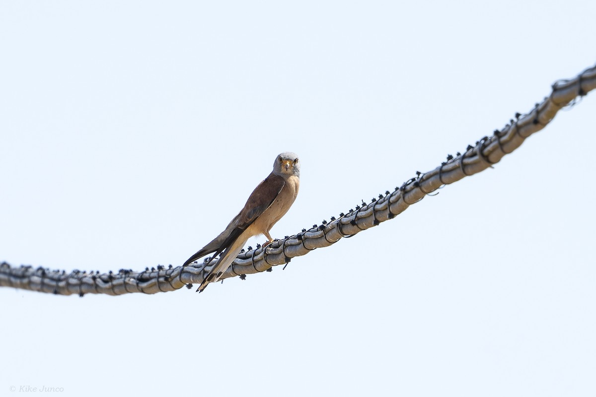 Lesser Kestrel - ML620799857