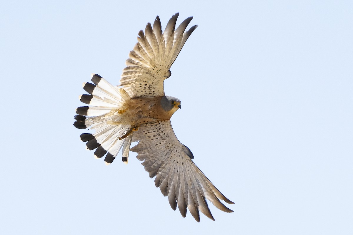 Lesser Kestrel - ML620799858