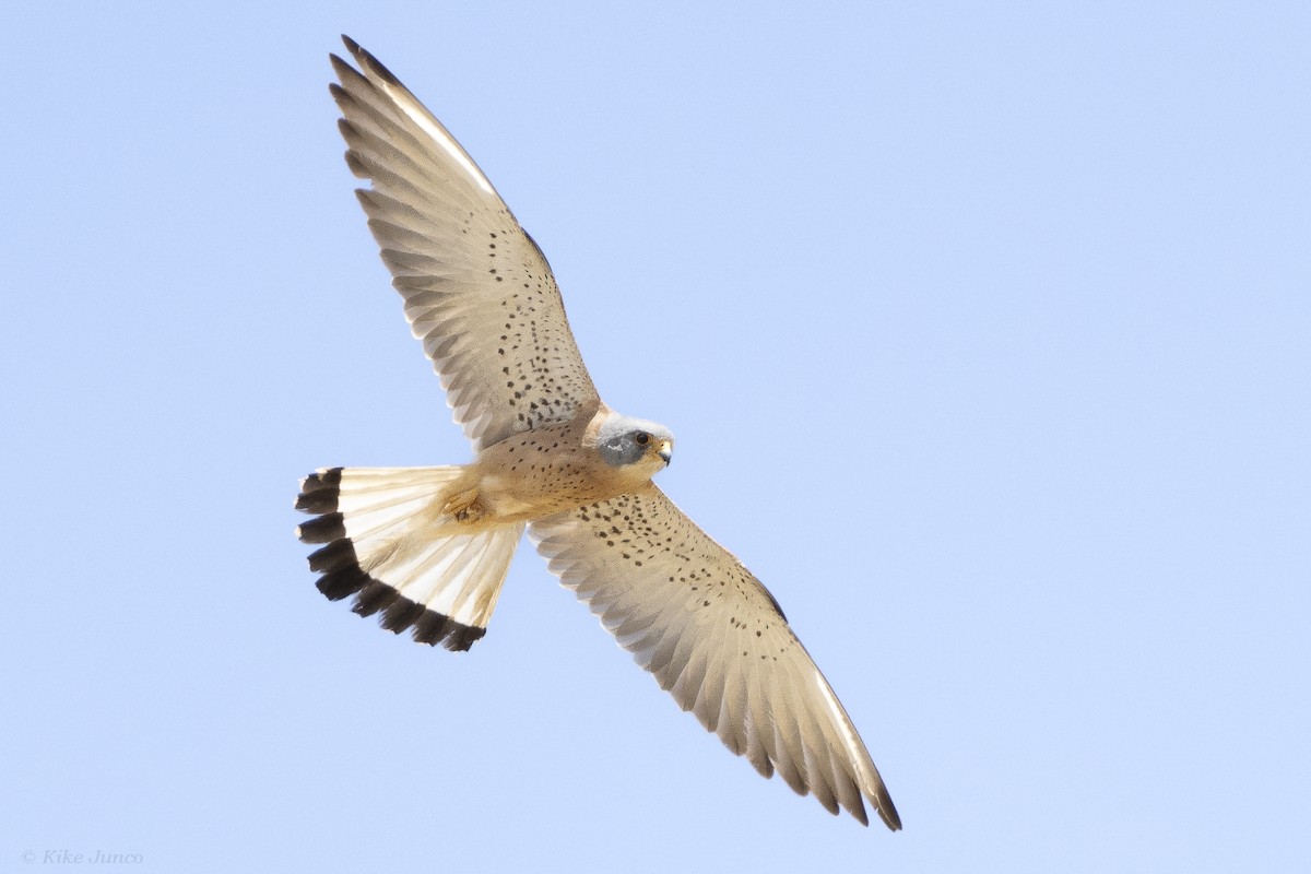 Lesser Kestrel - ML620799859