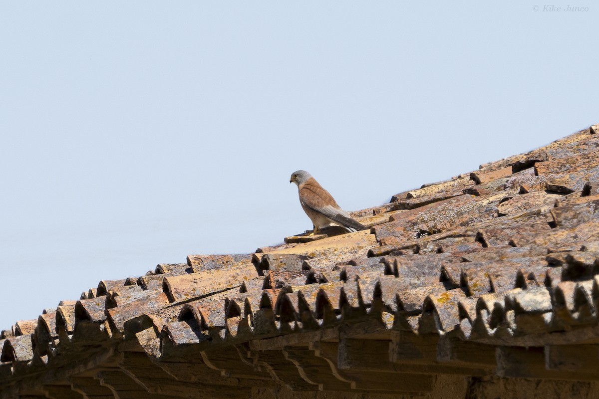 Lesser Kestrel - ML620799860