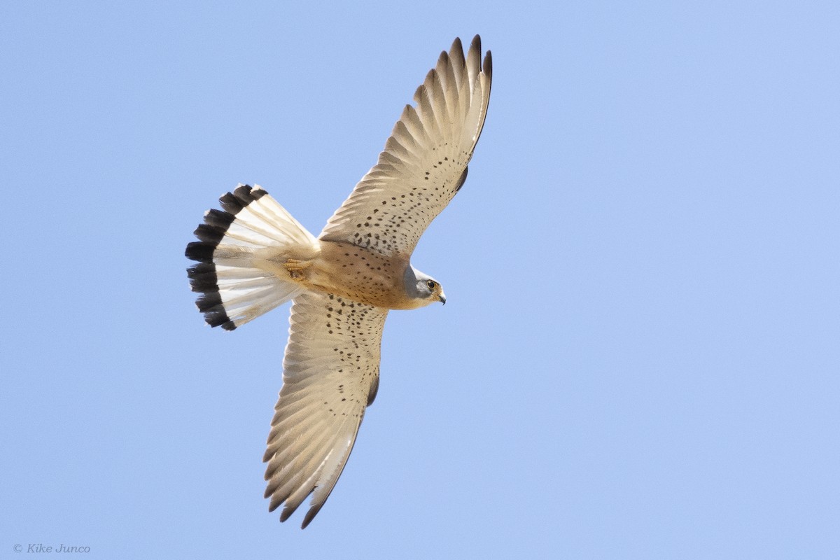 Lesser Kestrel - ML620799861