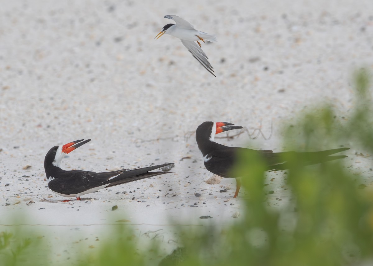 Black Skimmer - ML620799862