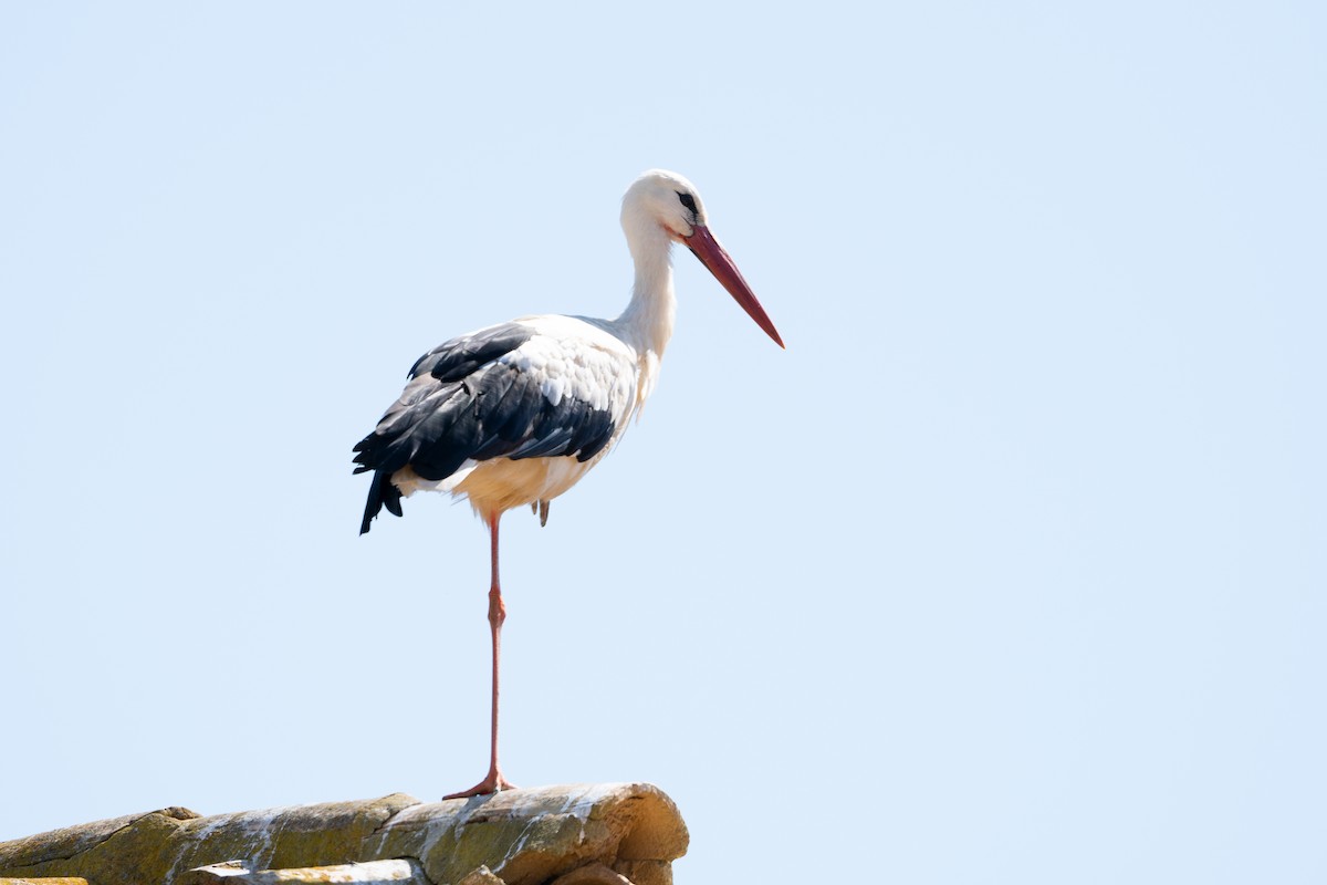 White Stork - Kike Junco