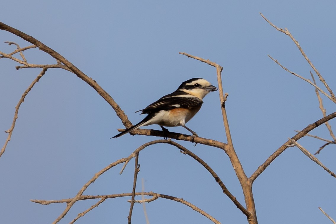 Masked Shrike - ML620799881