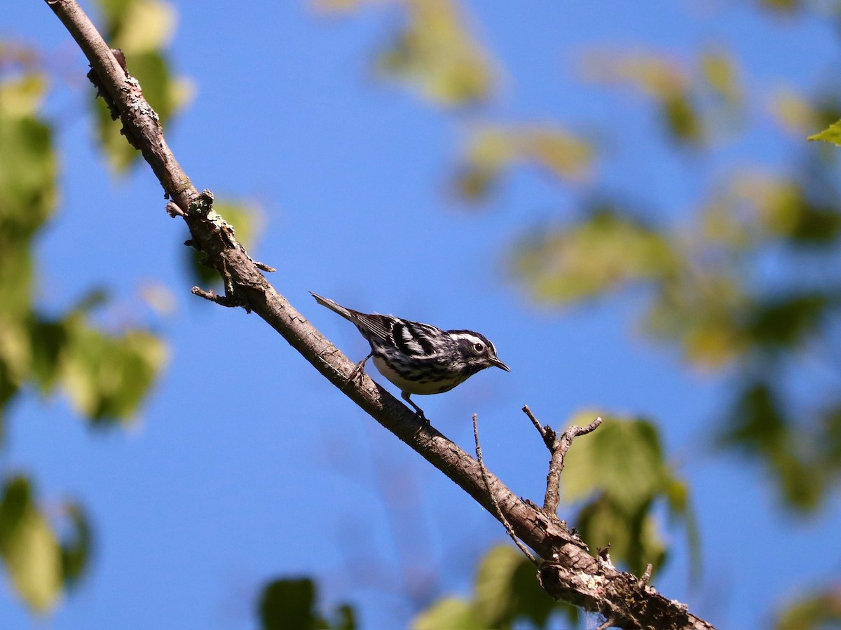 Black-and-white Warbler - ML620799883