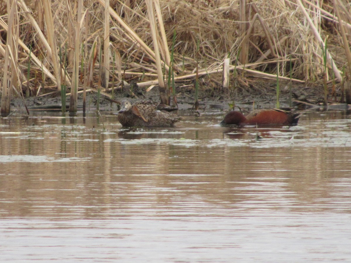 Cinnamon Teal - ML620799884