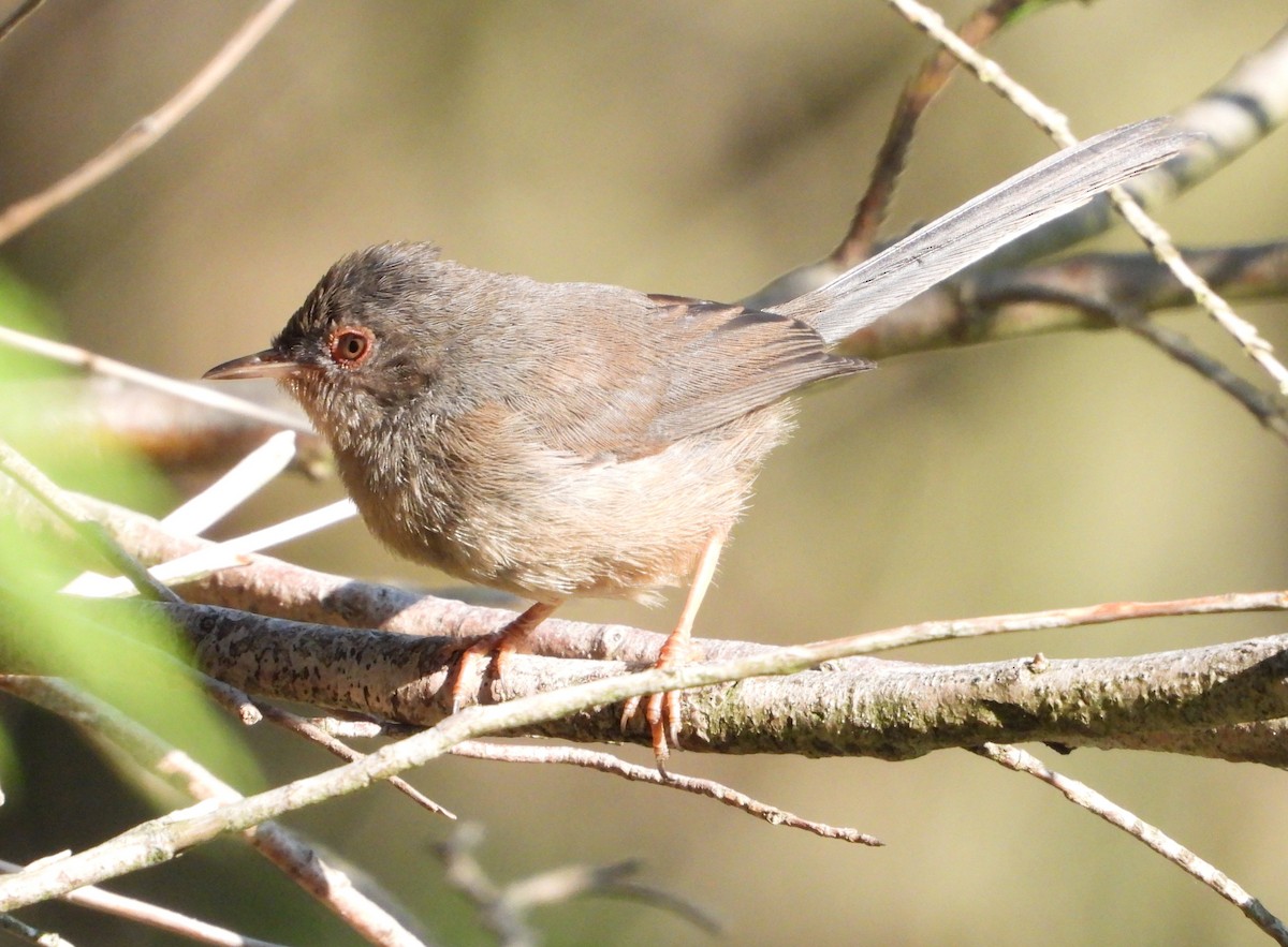 Dartford Warbler - ML620799885