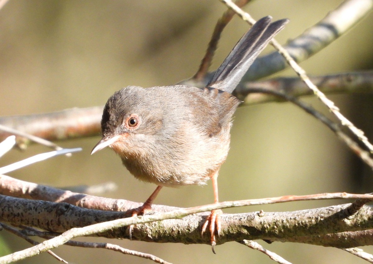 Dartford Warbler - ML620799886