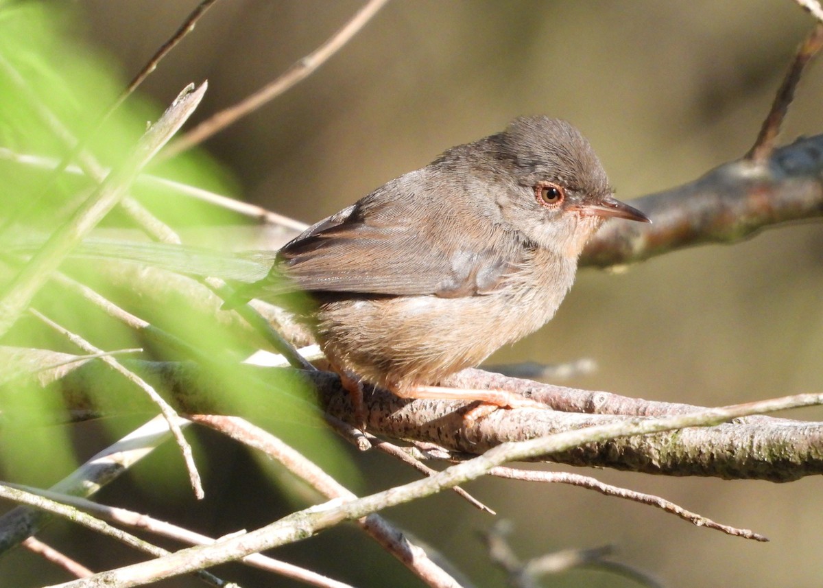 Dartford Warbler - ML620799887