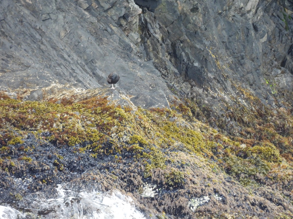 Black Oystercatcher - ML620799890