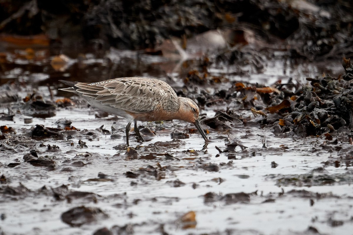 Red Knot - ML620799894