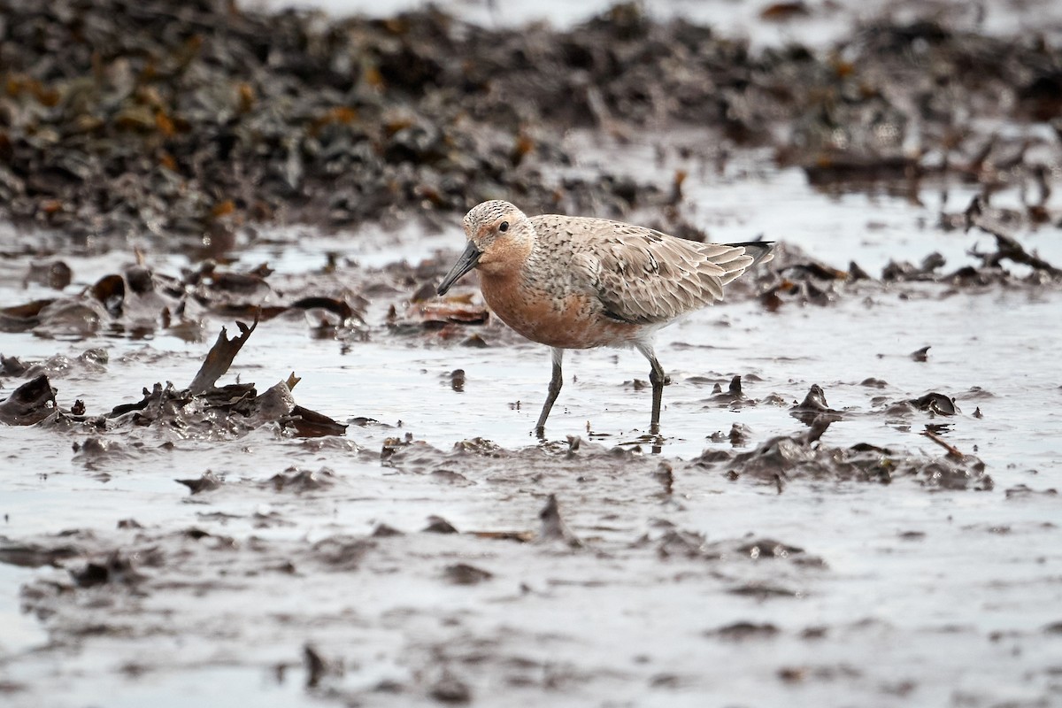 Red Knot - ML620799895