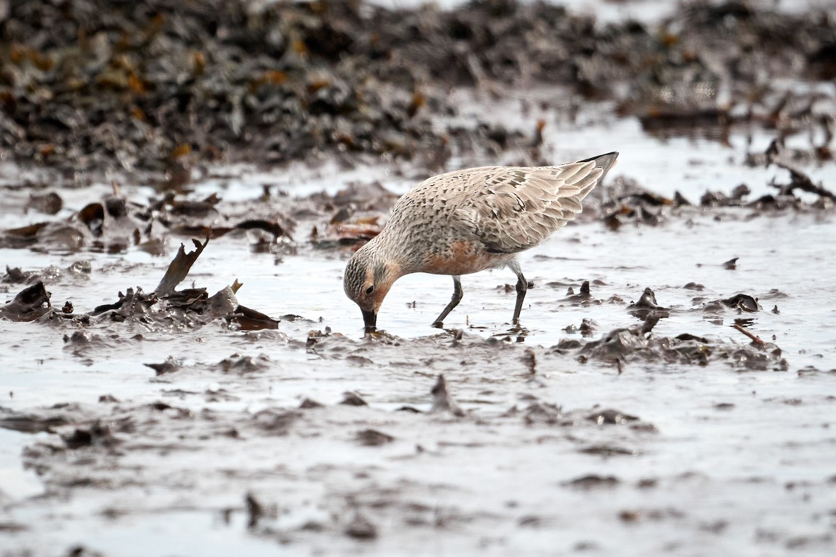 Red Knot - ML620799896