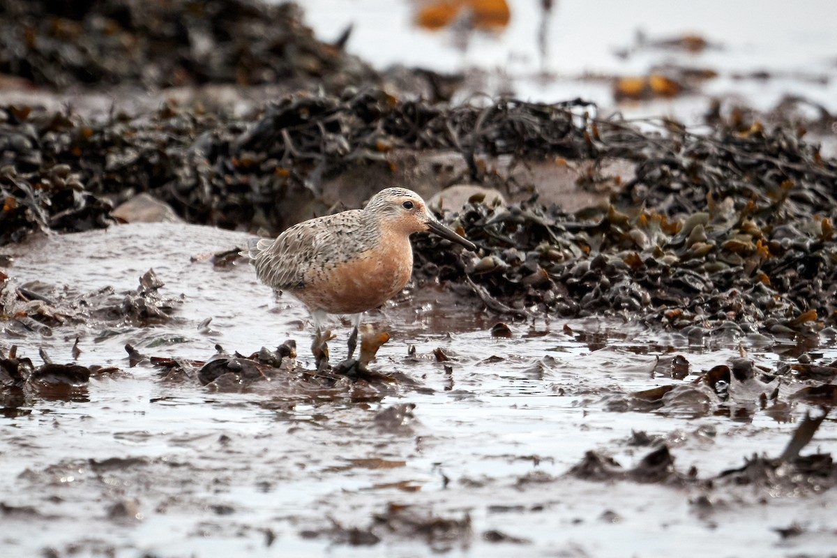 Red Knot - ML620799897