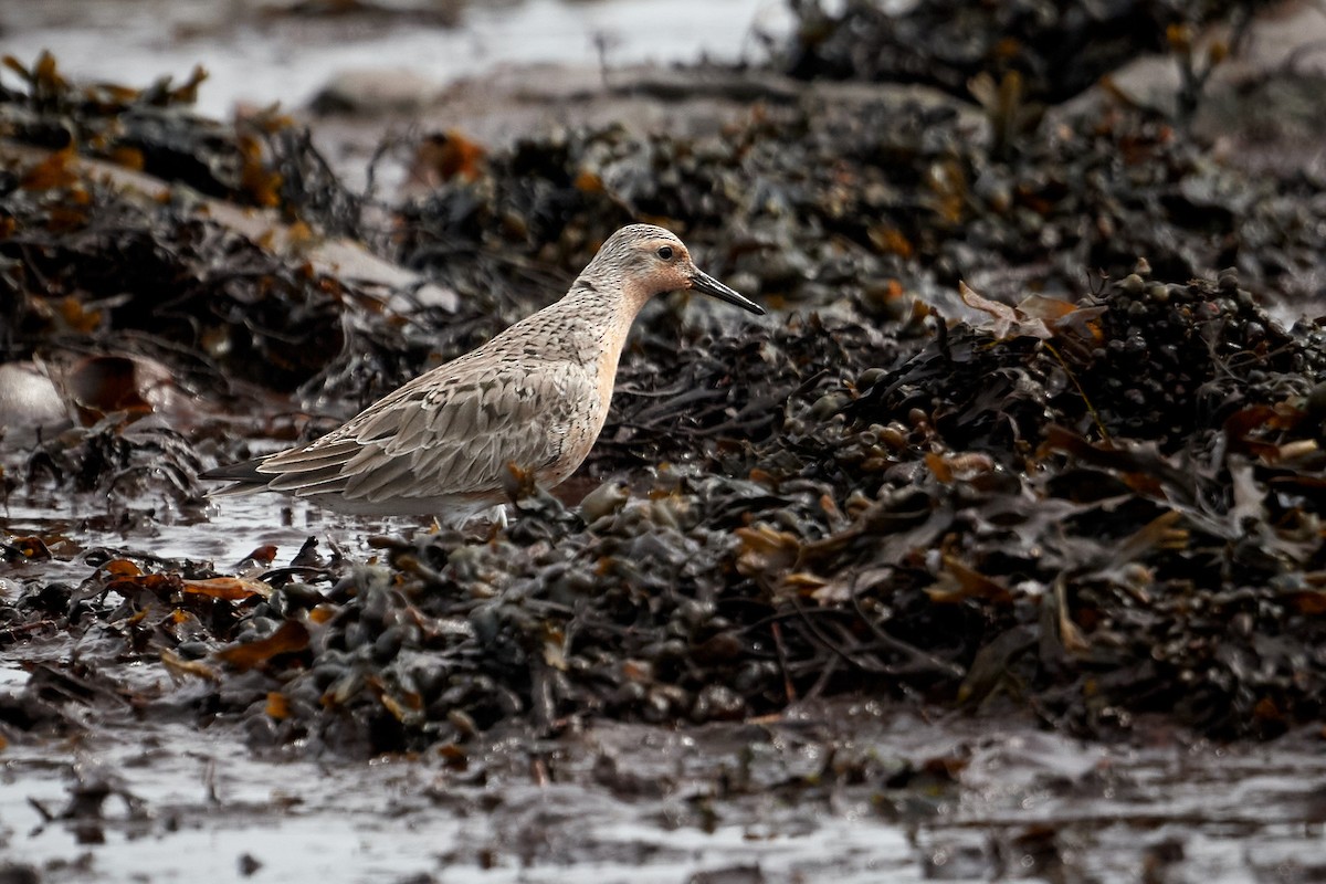 Red Knot - ML620799898