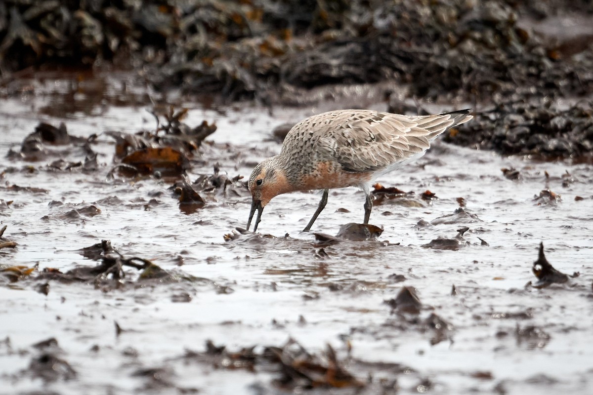 Red Knot - ML620799899