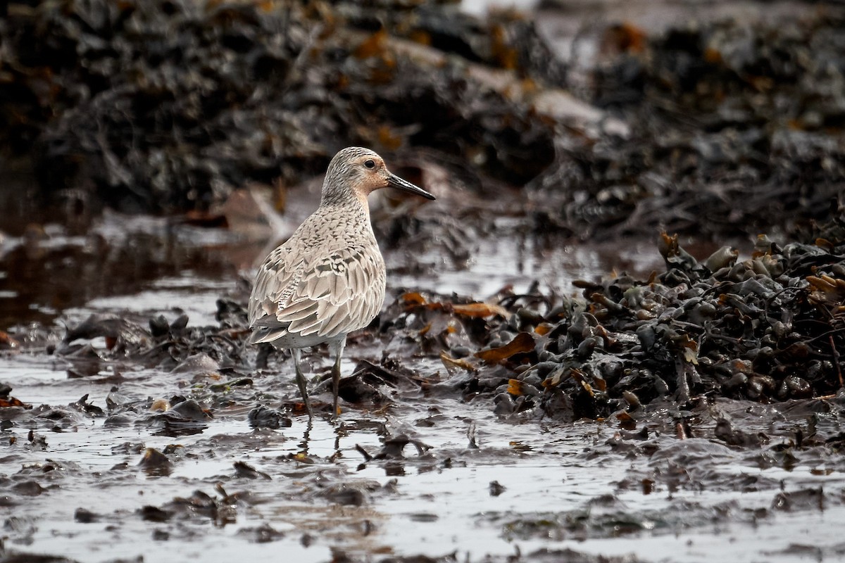 Red Knot - ML620799900