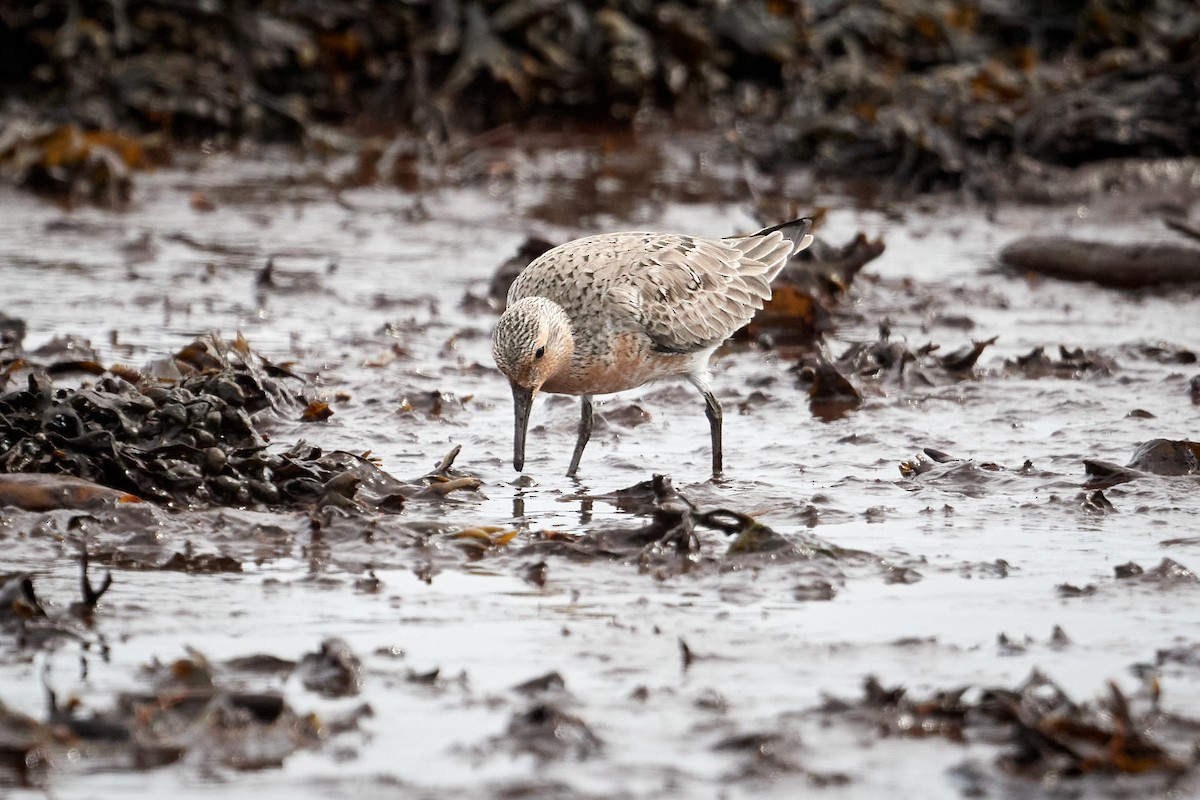 Red Knot - ML620799901