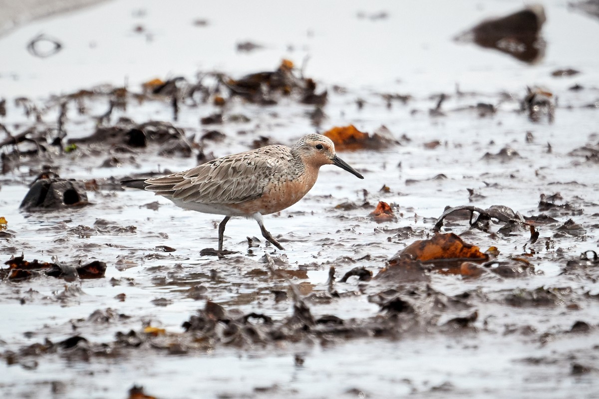 Red Knot - ML620799902