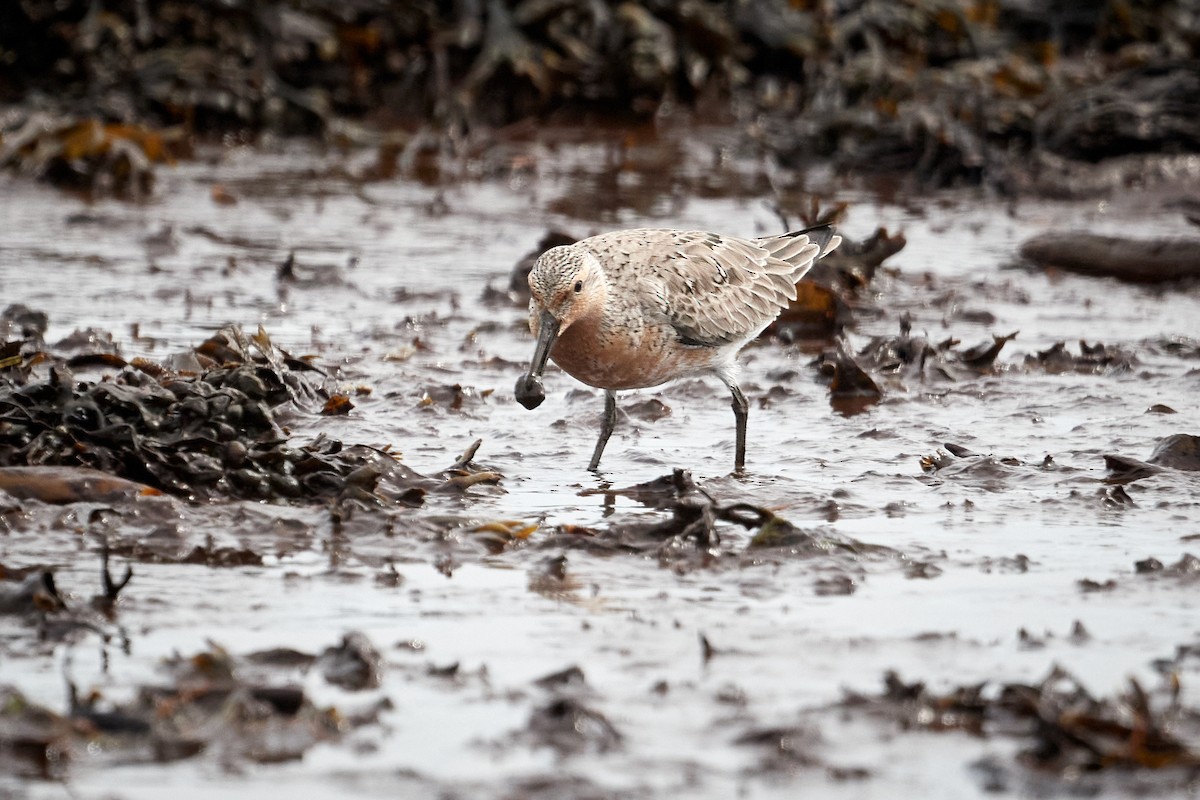 Red Knot - ML620799903