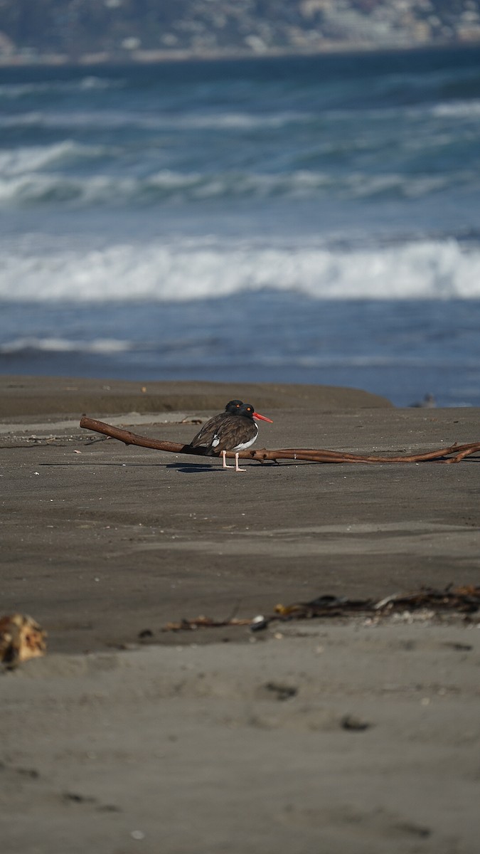 American Oystercatcher - ML620799904