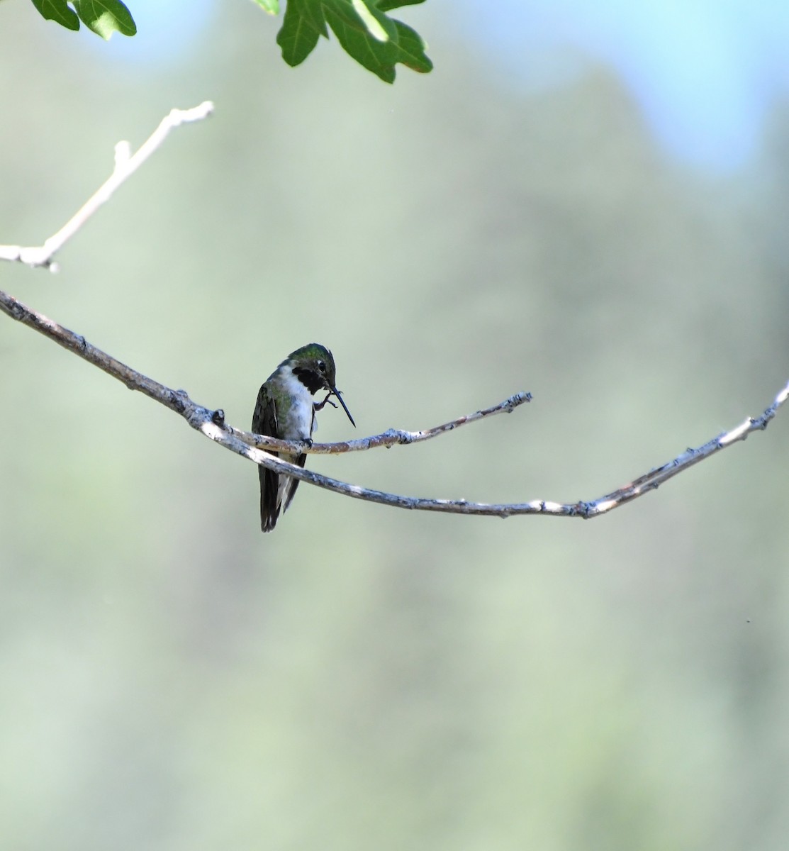 Broad-tailed Hummingbird - Denise Van Peursem