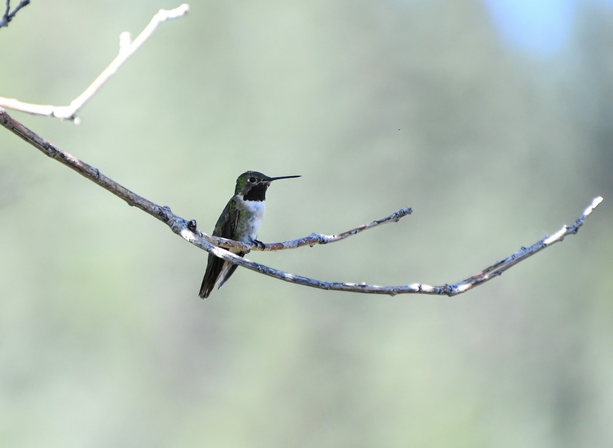 Broad-tailed Hummingbird - Denise Van Peursem