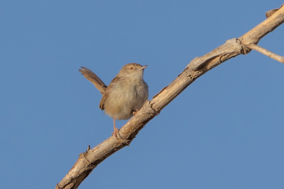 Graceful Prinia - ML620799913